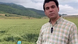 دلیل بهتر بودن برنج فجر گرگان