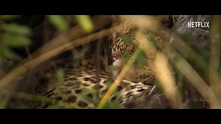 دانلود فیلم Living with Leopards 2024