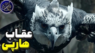عقاب هارپی، ترسناک ترین شکارچی آسمان