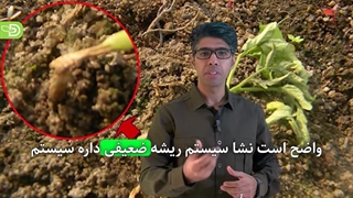 معرفی قارچ کش های مناسب برای آب اول آبیاری