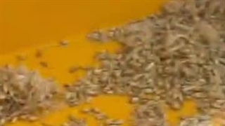 بلغور جوانه گندم با دستگاه آسیاب صنعتی اسوه 09138900047