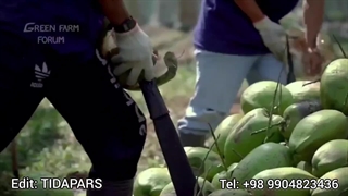 برداشت تا صنایع تبدیلی نارگیل