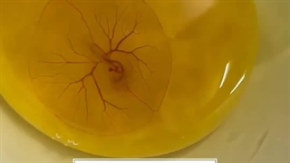 قدرت خدا رو ببینید .. تخم مرغ