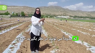 نکات کلیدی کشت نشا