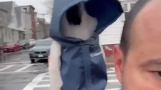 طوطی هودی داره