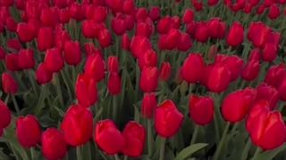 استوری خام | طبیعت / بهار / گل ها