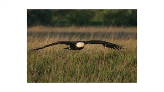 دوربین بدون آینه کانن Canon EOS R3 Mirrorless Camera Body