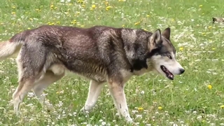 بیماری پیکا در سگ ها - هرزه خواری یا گندخواری سگ - pica