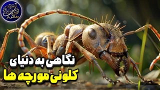 اسرار شگفت انگیز کلونی مورچه ها