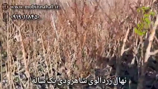 خرید نهال زردآلو