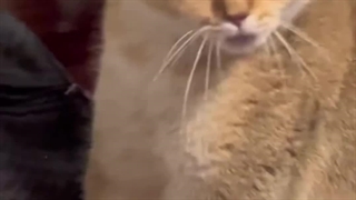 خرید تشویقی گربه