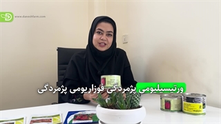 بهترین ارقام گوجه فضای باز