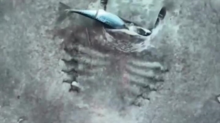 لحظه ی بی نظیر غذا خوردن سفره ماهی