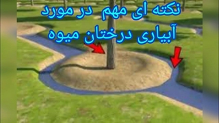 چرا نباید آب به تنه درخت برخورد کنه؟ | روز جهاد کشاورزی