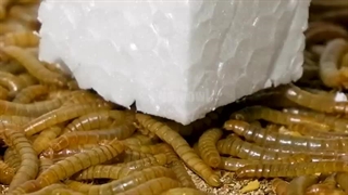 غذای کرم میلورم | سایت ورمیکا