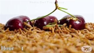 کرم میلورم چه چیزهایی را نمیتواند بخورد؟!