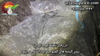 تخته کوبی در تولید و پرورش قارچ