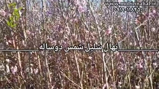 خرید و قیمت نهال شلیل شمس