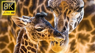 زرافه های زیبا در طبیعت