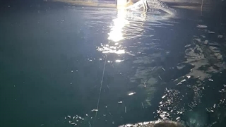 صید شبانه قزل آلا در برنامه تفریحی و آموزش ماهیگیری گروه کولی