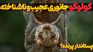 کولوگو یا سمور پرنده؛  جانوری ناشناخته از اندونزی!!