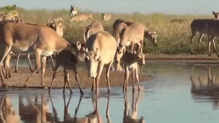 حقایق جالب از سایگا، حیوانی که انگار از جنگ ستارگان اومده!