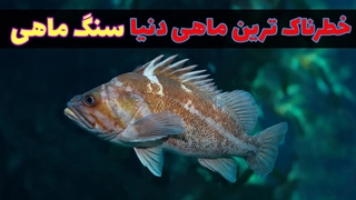 بادبان ماهی | عجیب ترین ماهی دنیا