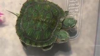 لاک پشت دو سر تا حالا دیده بودین