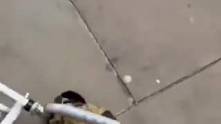 وقتی میگن فرار مغزها، منظورشون این وحشی های مهاجرت کرده است!