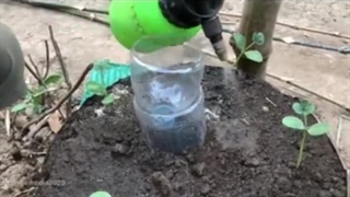 پرورش هندوانه به روش جدید ..مشاوره رایگان ۰۹۱۳۸۵۱۱۹۹۷سبزینه مارال یزد