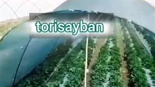 تولید توری سایبان با گارانتی 09119091081