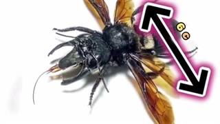 زنبوری که هر چند دهه یکبار مشاهده میشود ! کشف دوباره بزرگ ترین زبنور جهان