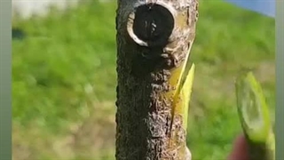 پیوند درخت در خرداد ماه...کارخانه سبزینه مارال...مشاوره رایگان..۰۹۱۳۸۵۱۱۹۹۷