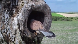 بازِ پدر هیچ ایده ای نداره چجوری بچه هاشو غذا بده ولی خب