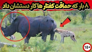 لحظات بدون سانسور از سلاخی شدن کفتار ها توسط حیوانات عصبانی!!