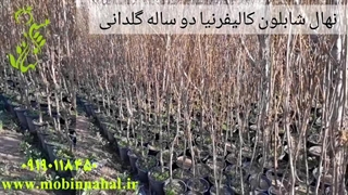 نهال میوه آلو شابلون گلدانی