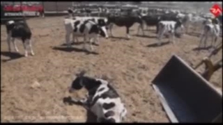 چرا گوشت گران شد؟!!