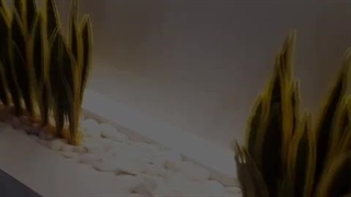 تامین و اجرای سانسوریا مصنوعی