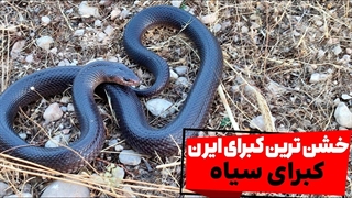 در جستجوی خشن ترین کبرای ایران ، کبرای سیاه