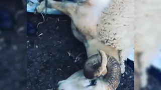 پشم چین کربل المان - کشاورز صنعت