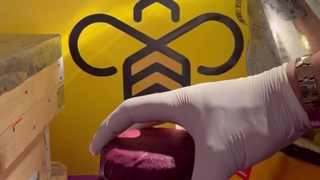 عسل گاوپونه و گل اروانه