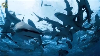 نبرد نهنگ قاتل و کوسه سفید بزرگ