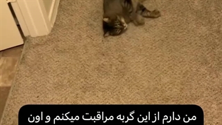 گربه گوجو فن