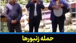 حمله زنبورها در حین اجرای زنده
