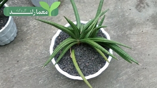 سانسوریا پتنس