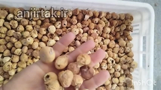 قیمت و خرید انجیر گنجشک خورده