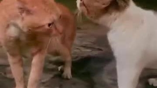 طنز(آموزش جنگ ب گربه ها