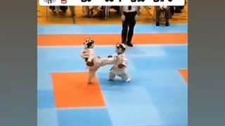 کیوت  ورژن کاراته