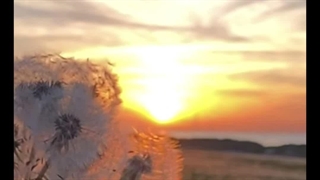 دکلمه غزل عمر گل از پروین اعتصامی