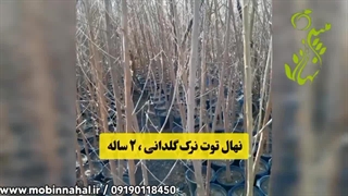 خرید انواع نهال میوه در تهران با قیمت مناسب